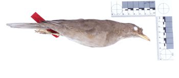 Media type: image;   Ornithology 76473 Description: Photograph of specimen: Lateral.;